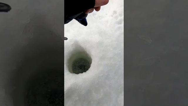 ОКУНЯРА.                    #река #fishing #плотва   Российский аналог ChatGPT по ссылке в комментах