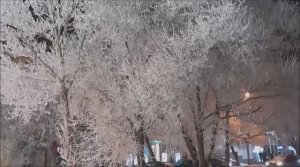 ДЕРЕВЬЯ в ИНЕЕ словно КОРАЛЛЫ * СКАЗОЧНОЕ ВОЛШЕБСТВО СИБИРСКОЙ ЗИМЫ!