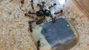 Разбор вида муравьев Camponotus nicobarensis!