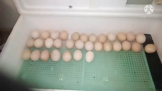 Инкубация индюшиных яиц
