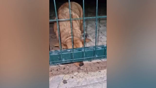 Семь собак погибли в результате атаки дрона ВСУ на приют под Белгородом