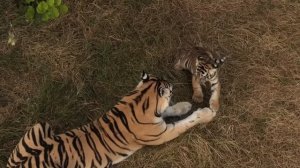 Тигрята открыли охоту… НА МАМУ! Тигрица играет с малышами, РЕДКИЕ и БЕСЦЕННЫЕ кадры!