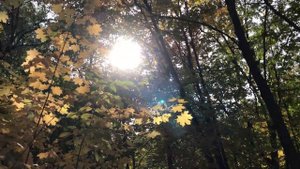 Нежный нежный голос - Мария Смирнова