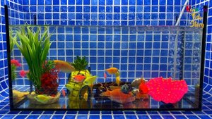 Surprise Eggs | Frog, Gourami, Red Carp, Pearl fish, Neon tetra fish surprise