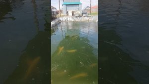 корми форель в своем пруду на даче ))