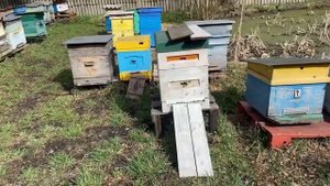 Весенняя борьба с клещом ВАРРОА. Как и чем эффективнее.