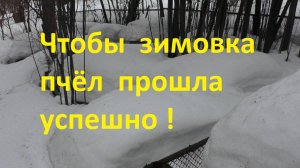 Чтобы зимовка пчел прошла успешно