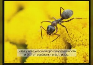 Сказка про муравья. Сказка для взрослых