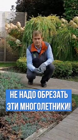 Эти многолетники НЕ НАДО обрезать осенью.