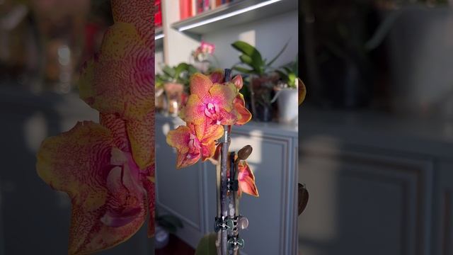 #орхидеибабочки #соголоуренс #орхидея #фаленопсис #зебо