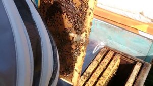 подсадка плодной матки в отводок