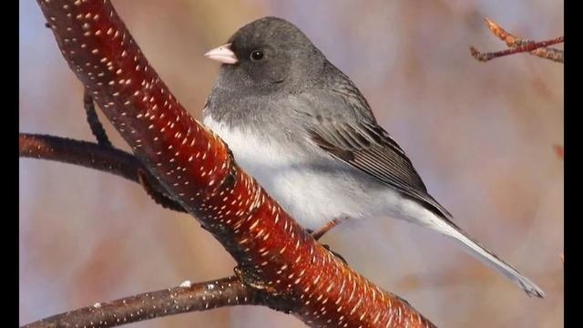 Серый юнко 🐦