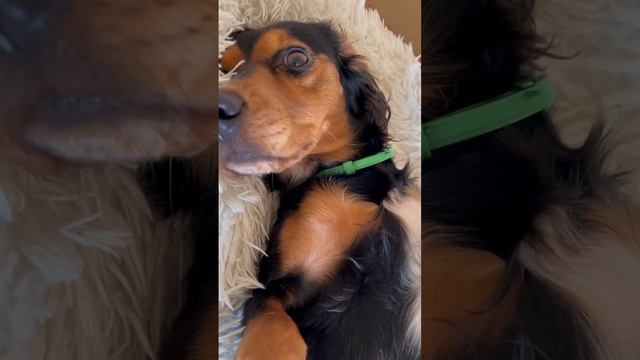 #чилит  #начиле #dog #ника #приколы #рек #рекомендации #смех #собака