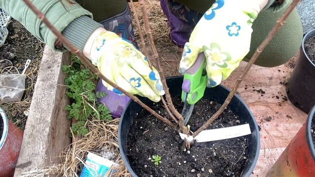 Гортензии в горшках перезимовали. Обрезка гортензий смотреть онлайн