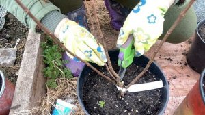 Гортензии в горшках перезимовали. Обрезка гортензий