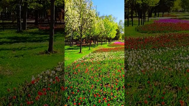 Белгород, сквер Южный. Belgorod, Yuzhny Square. #белгород  #цветы #belgorod  #flowers