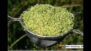 ВОЛЬФИЯ  (WOLFFIA)  сем. Рясковые