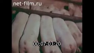 1979г  свиноводческий комплекс Новый свет  Ленинградская область