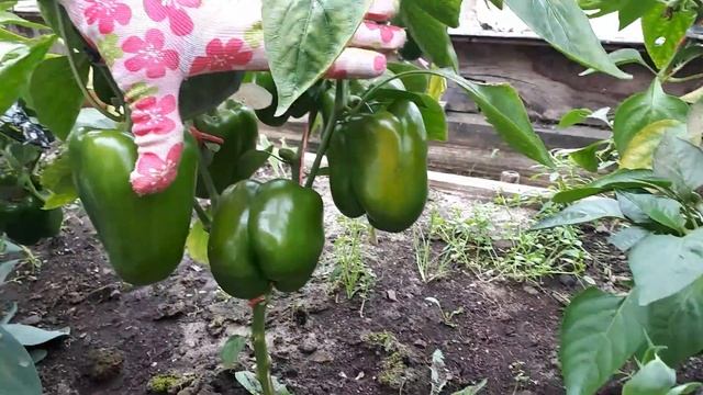 Знакомьтесь, перцы, которые я обожаю.