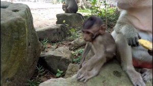 Baby Monkey Cry Cos Mum Do Not Sharing ST582 Mono Monkey