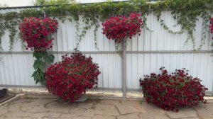 15 июля 2024г. Обзор петуний по сортам ! Эксперимент с прищипкой!