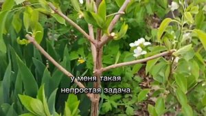 Посадка метельчатой гортензии