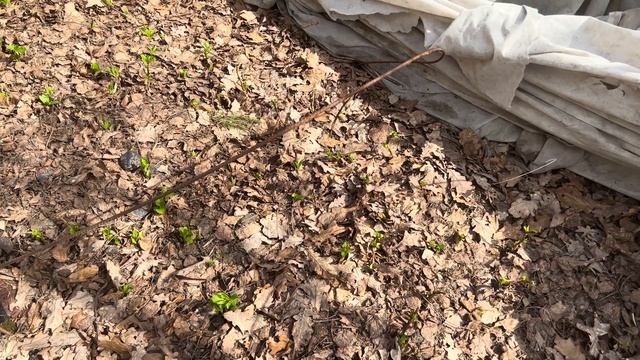 Как лучше посадить крупнолистную гортензию весной