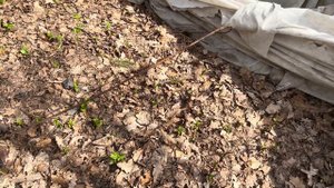 Как лучше посадить крупнолистную гортензию весной