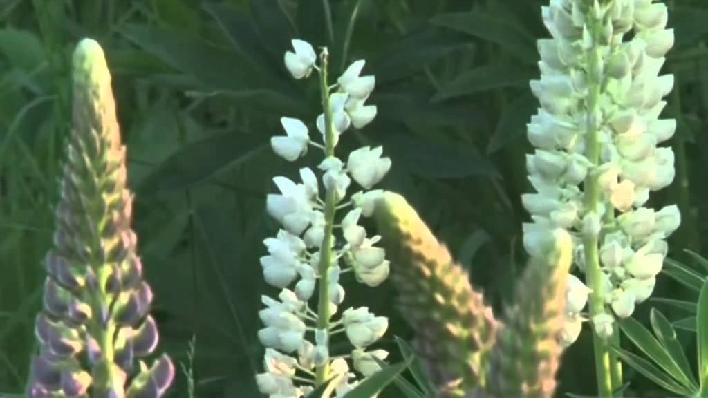 Посивіли кульбаби на луках смотреть онлайн