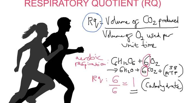 mr i explains: How to Calculate the Respiratory Quotient (RQ) for a Substrate