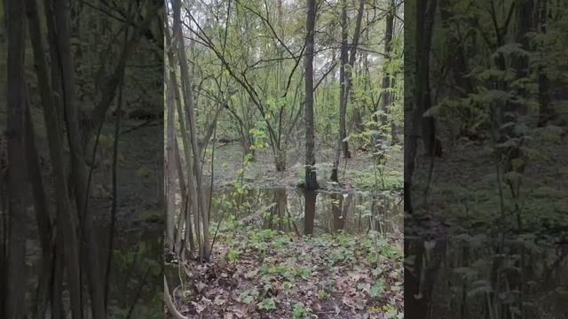 Главный ботанический сад имени Н. В. Цицина РАН 28.04.2024