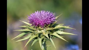 Гепатопротектор, Силимарин