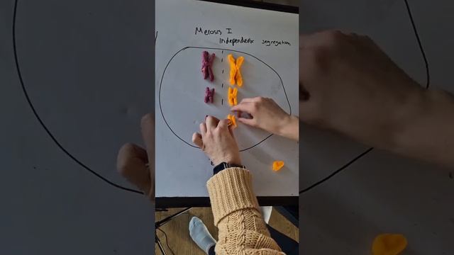 Independent segregation for A-level Biology #alevelbiology #meiosis #biology #biologystudent #aleve