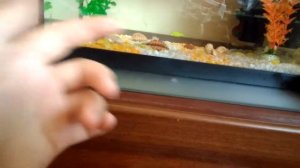 Мне купили рыбок!!!! 5 рыбок! Обзор на рыбок, на декорации!