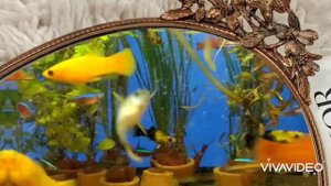 Аквариум Рыбки молинезии, меченосцы, неоны Релакс под музыку