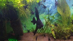 ЧАСТЬ 2. Скалярия Черный бархат с мальком. Мальку 1,5 месяца.