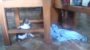 орангутан и кошка