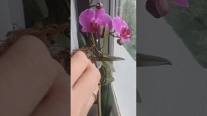 детка на цветоносе и корни.Как нарастить корни?