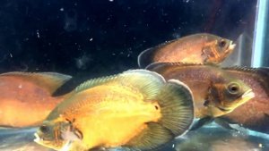 Астронотус рэд( подростки 10см)