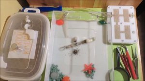 Муравьиная ферма (день 1) ЗАСЕЛЕНИЕ