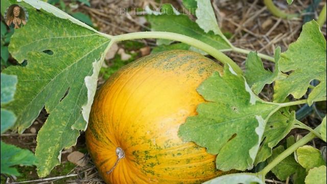 BENEFITS OF WATERMELON AND MELON