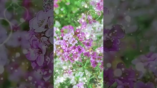 Alyssum Wonderland Series Flower Garden Seeds  #flowers #flowerbeauty #nature