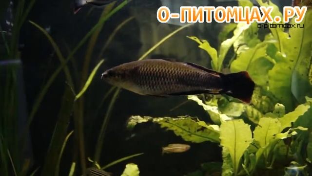 Бедоция краснохвостая (Bedotia Geayi) - O-pitomcax.ru