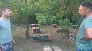 На промышленной матковыводной пасеке семьи Тимофеевых