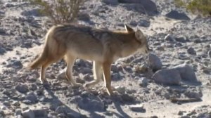 © Дикие койоты пристают к людям на дороге в Долину Смерти ⁄ Wild coyotes bothering
