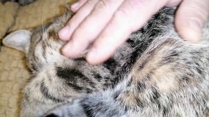 Кот засоня