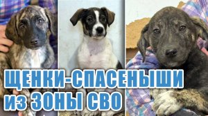 🦮🐕🦺🐈 7 щенков-спасёнышей из зоны СВО. Спасены, в Москве, после передержки В ПРИЮТ. ПОМОЩЬ нужна