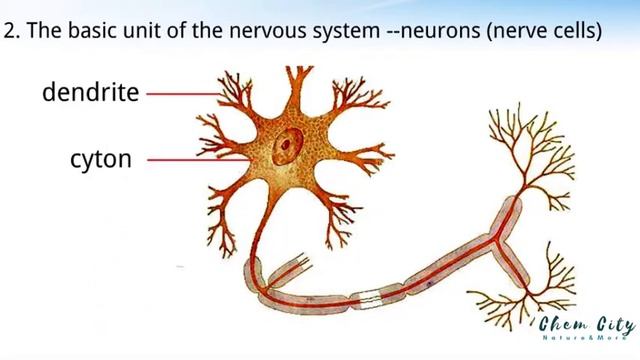 Nervous System (CNS Explained)