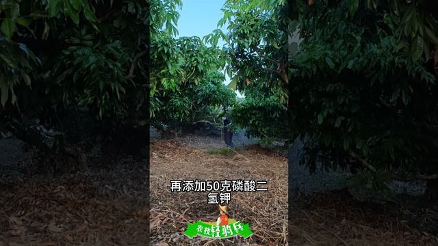 荔枝仙進奉，翡翠等品種末次枝梢調控攻略，打乙氧氟草醚+多效唑+亞磷酸鉀Litchi Xian Jin Feng,  the last branch tip control strategy