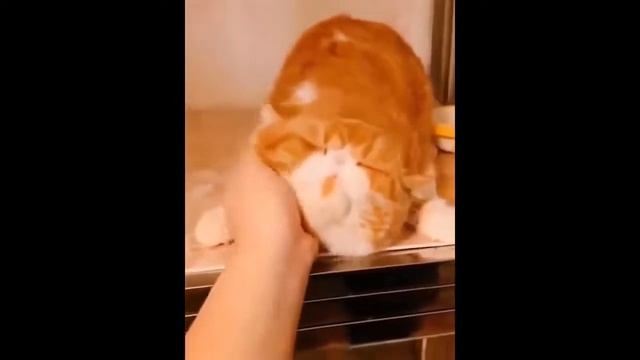 FUNNY ANİMALS' Life № 40 | СМЕШНЫЕ ЖИВОТНЫЕ! смотреть онлайн